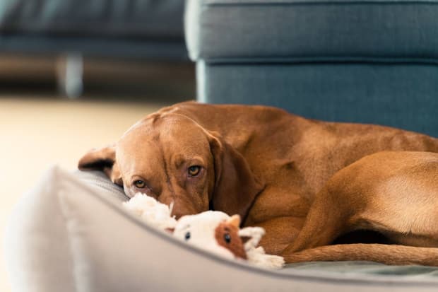 BV_33360_Hund.jpg