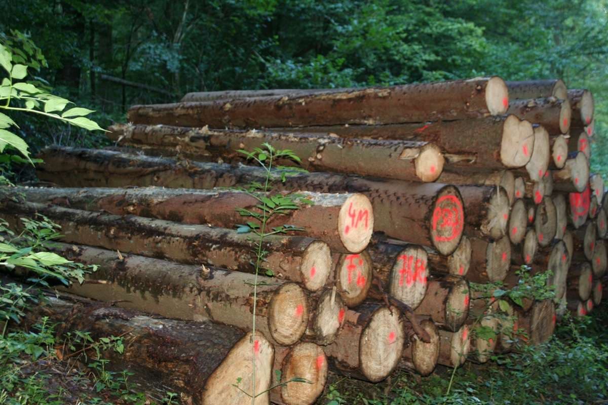 Stapel von gefällten Baustämmen im Wald