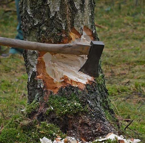 Angehackter Baumstumpf mit Axt, die im Holz steckt