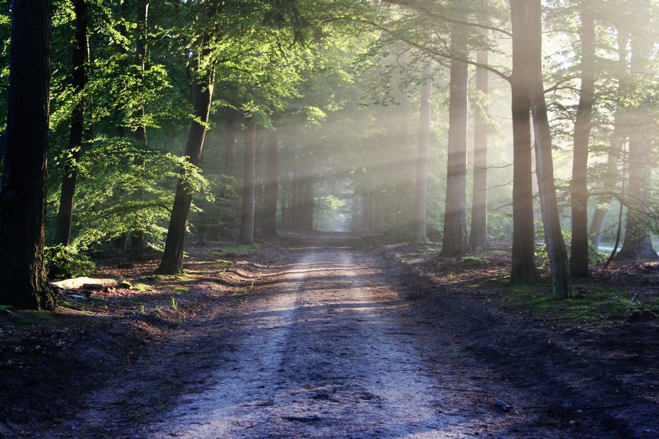 Blick auf eine Straße, die durch einen Wald führt