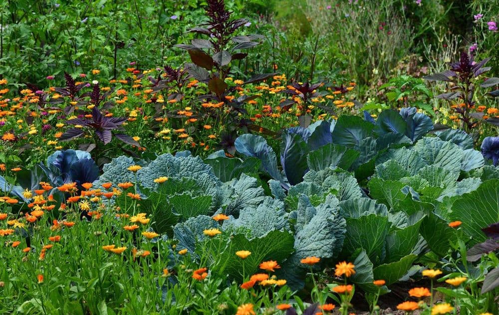 Bunte Blumen wachsen in diesem Gemüsegarten neben Kohl und Wirsing. 