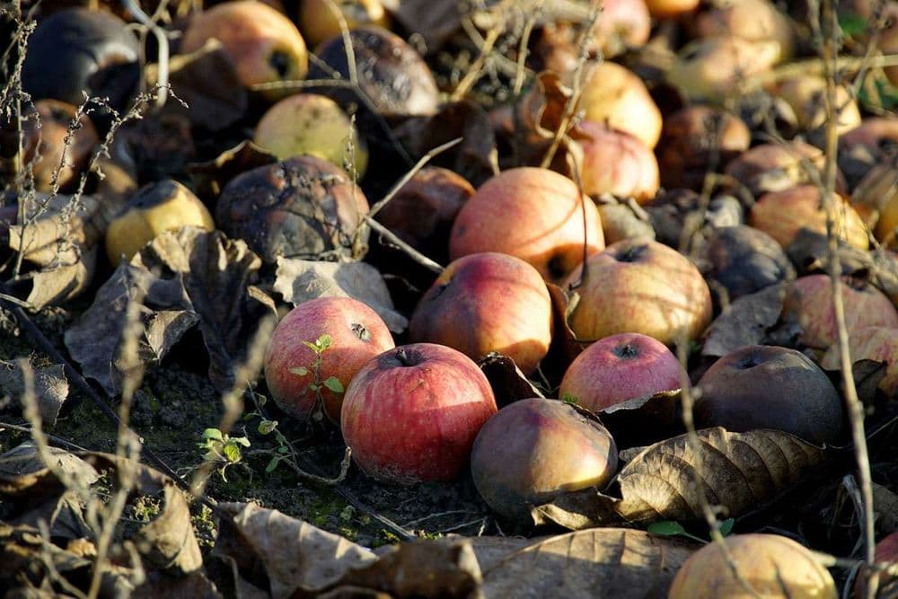 Obstabfälle im Garten 