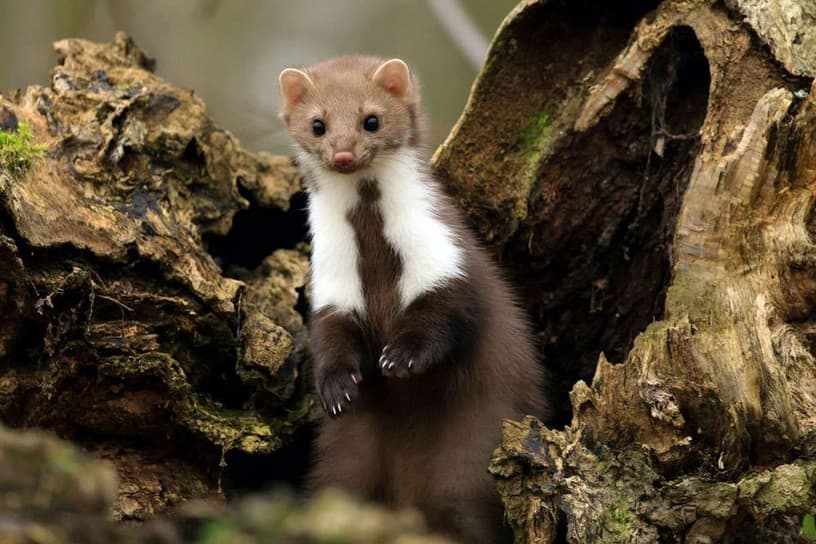 Marder in natürlicher Umgebung zwischen Baumstämmen, zeigt neugieriges Tier mit braunem Fell und weißer Brust, Symbol für Wildtier und Natur.